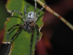 Phryganoporus candidus