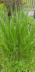 Melica ciliata