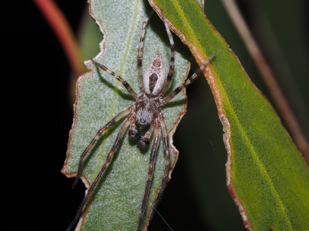 Foliage Webbing Spider