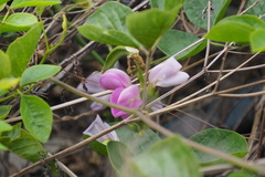 Canavalia cathartica