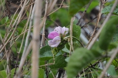 Canavalia cathartica