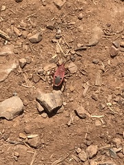 Probergrothius nigricornis