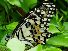 Papilio demoleus malayanus