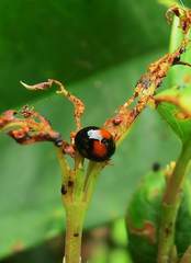 Argopistes coccinelliformis