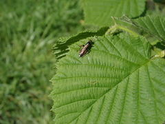 Ichneumon stramentarius
