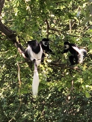 Colobus