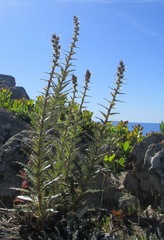 Ptilostemon casabonae
