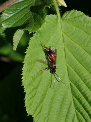 Ichneumon stramentarius