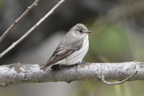 Grey-streaked Flycatcher (Muscicapa griseisticta), photo 8