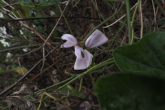 Canavalia cathartica