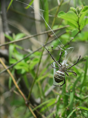 Argiope magnifica
