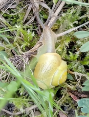 Cepaea hortensis
