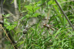 Argiope magnifica