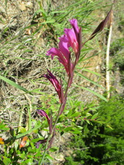 Gladiolus dubius