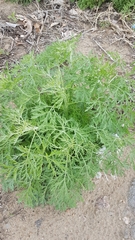 Artemisia sieversiana