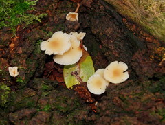 Collybia eucalyptorum