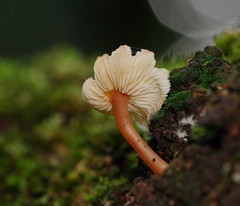 Collybia eucalyptorum