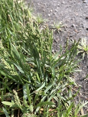 Puccinellia maritima