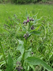 Symphytum officinale