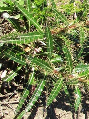 Ptilostemon casabonae