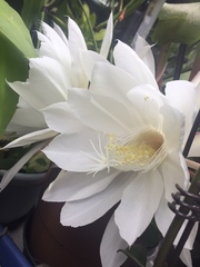 Epiphyllum oxypetalum
