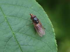 Rhingia