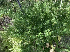 Solanum pseudocapsicum image