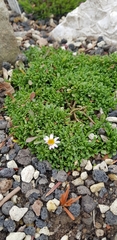 Erigeron scopulinus