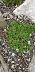 Erigeron scopulinus