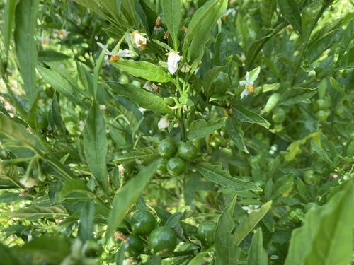 Solanum pseudocapsicum image