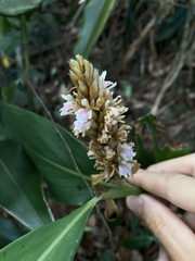 Alpinia stachyodes
