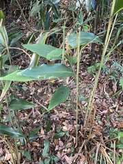 Alpinia stachyodes