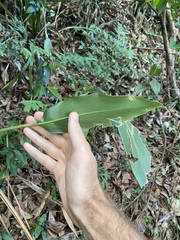 Alpinia stachyodes