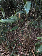 Alpinia stachyodes