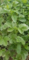 Potentilla atrosanguinea