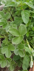 Potentilla atrosanguinea