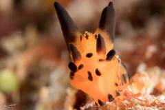 Thecacera