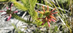 Erica abietina