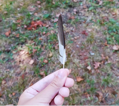 Plume de Pie-grièche à poitrine rose