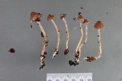 Cortinarius durifoliorum