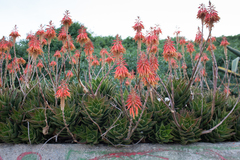Aloe perfoliata