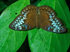 Tanaecia pelea
