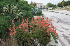 Aloe perfoliata