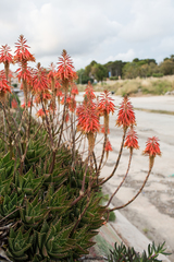Aloe perfoliata