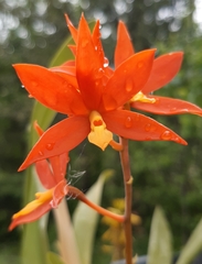 Prosthechea vitellina
