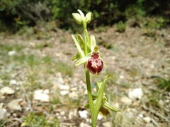 Ophrys sphegodes provincialis
