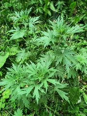 Leonurus quinquelobatus