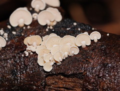 Panellus luxfilamentus