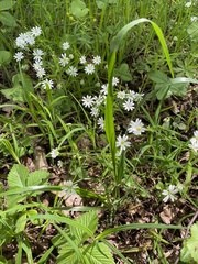 Lolium giganteum
