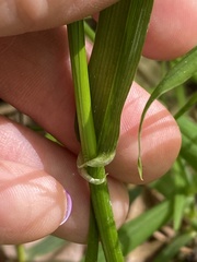 Lolium giganteum